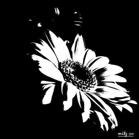 Gerbera Daisy
