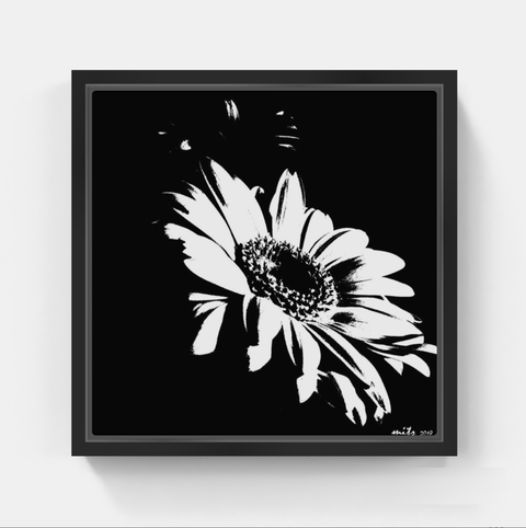 Gerbera Daisy