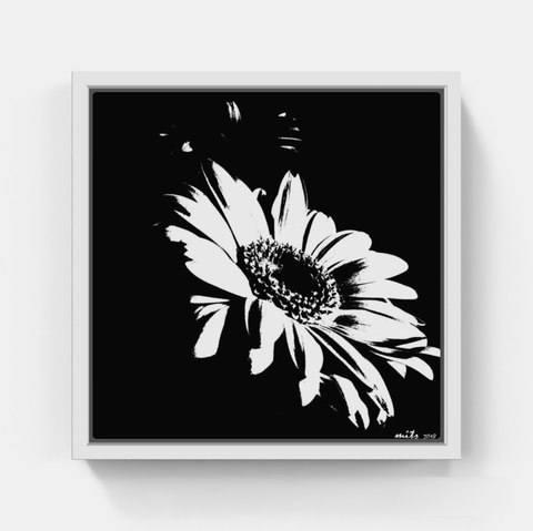 Gerbera Daisy