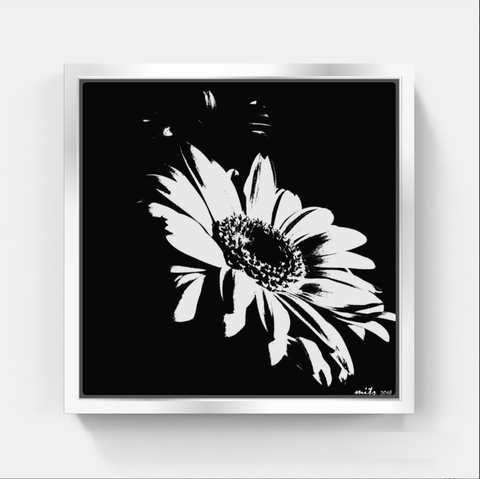 Gerbera Daisy