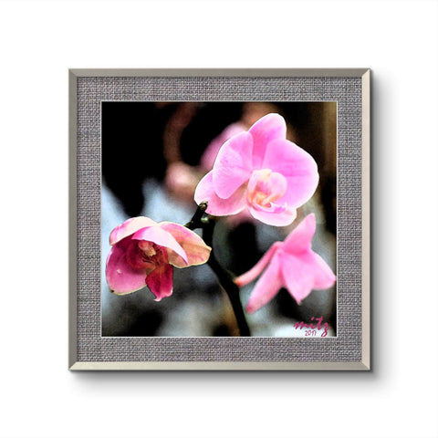 Orchid Pink F