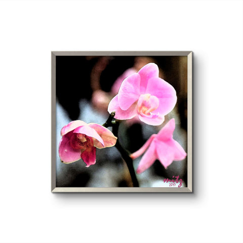 Orchid Pink F