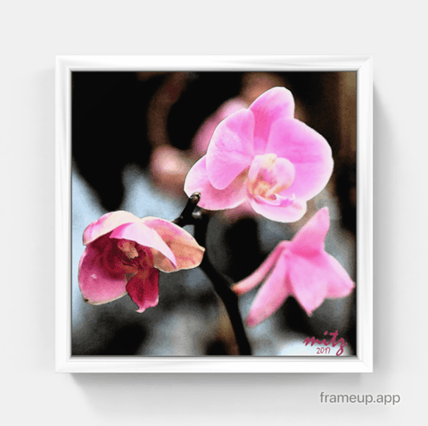 Orchid Pink F