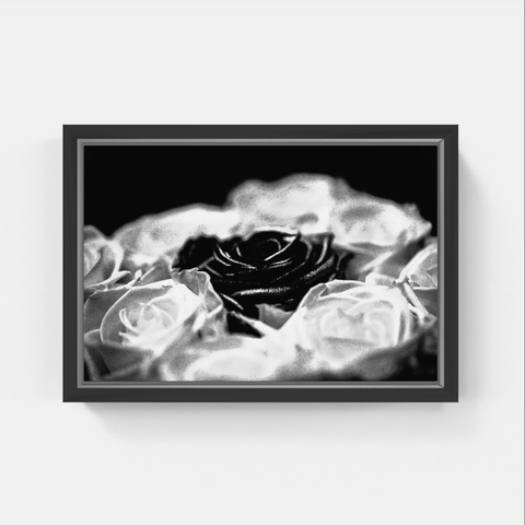 Rose 2 bw