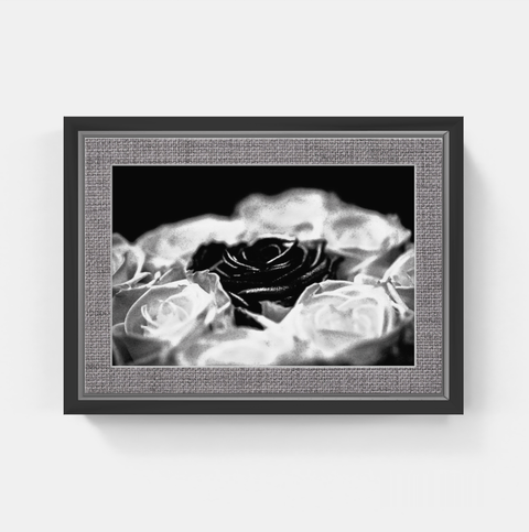 Rose 2 bw