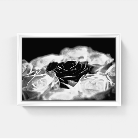 Rose 2 bw