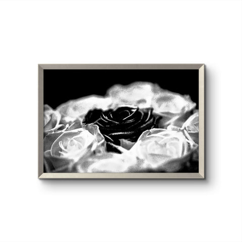 Rose 2 bw