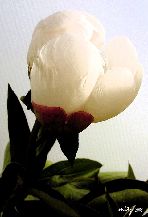 Peony in Profile