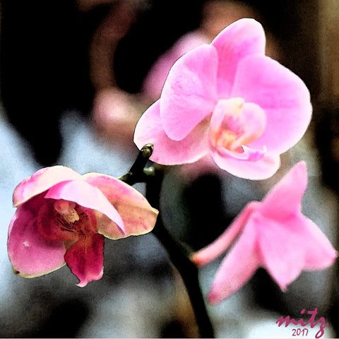 Orchid Pink F