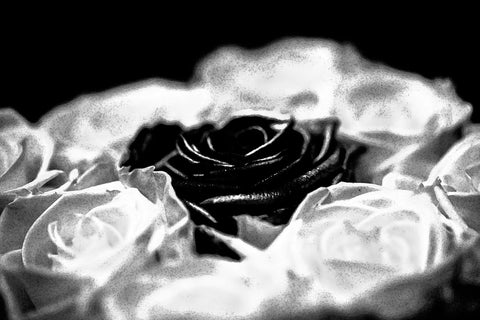 Rose 2 bw